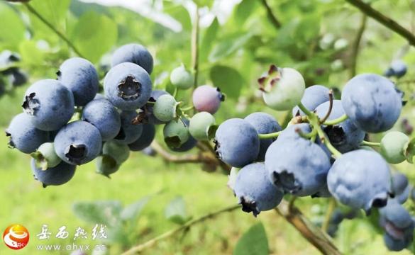 蓝莓产业助力乡村振兴