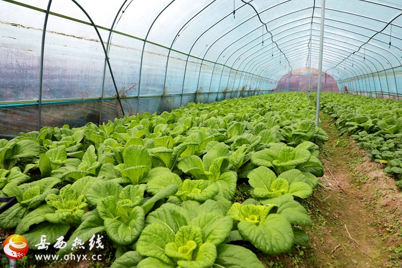 五河：大棚蔬菜长势好  乡村振兴产业旺